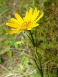 Tragopogon orientalis