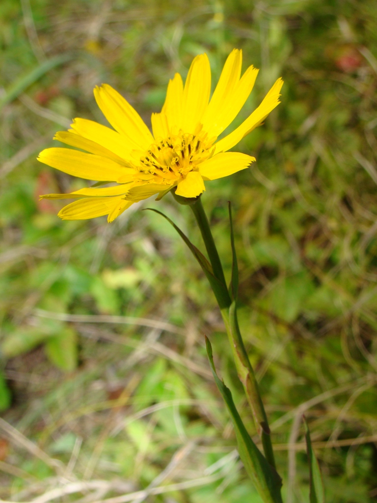 Изображение особи Tragopogon orientalis.