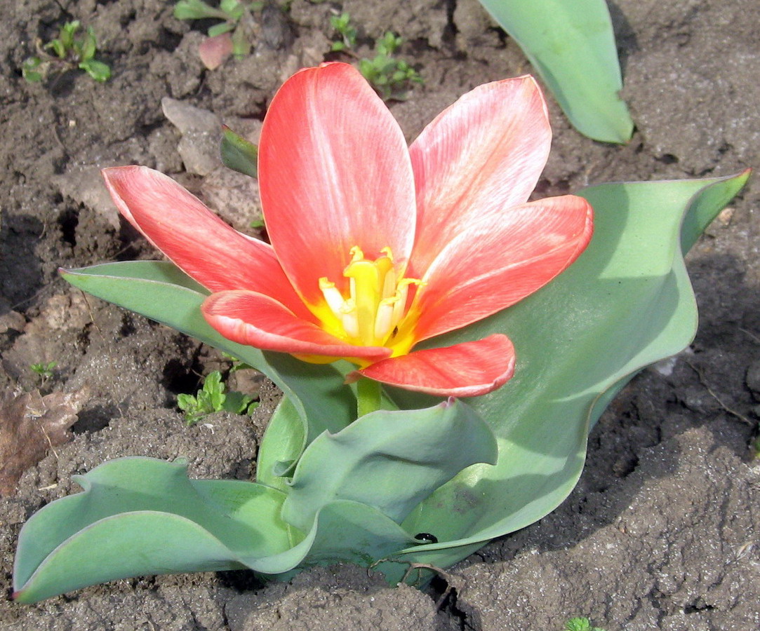 Изображение особи род Tulipa.