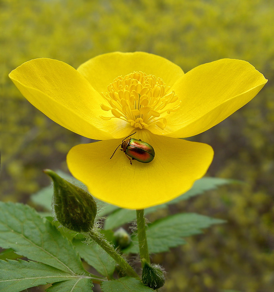 Изображение особи Hylomecon vernalis.