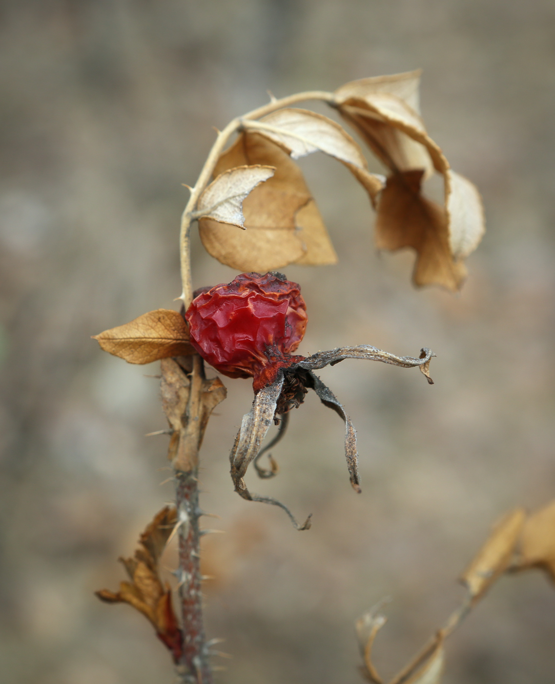 Изображение особи Rosa rugosa.