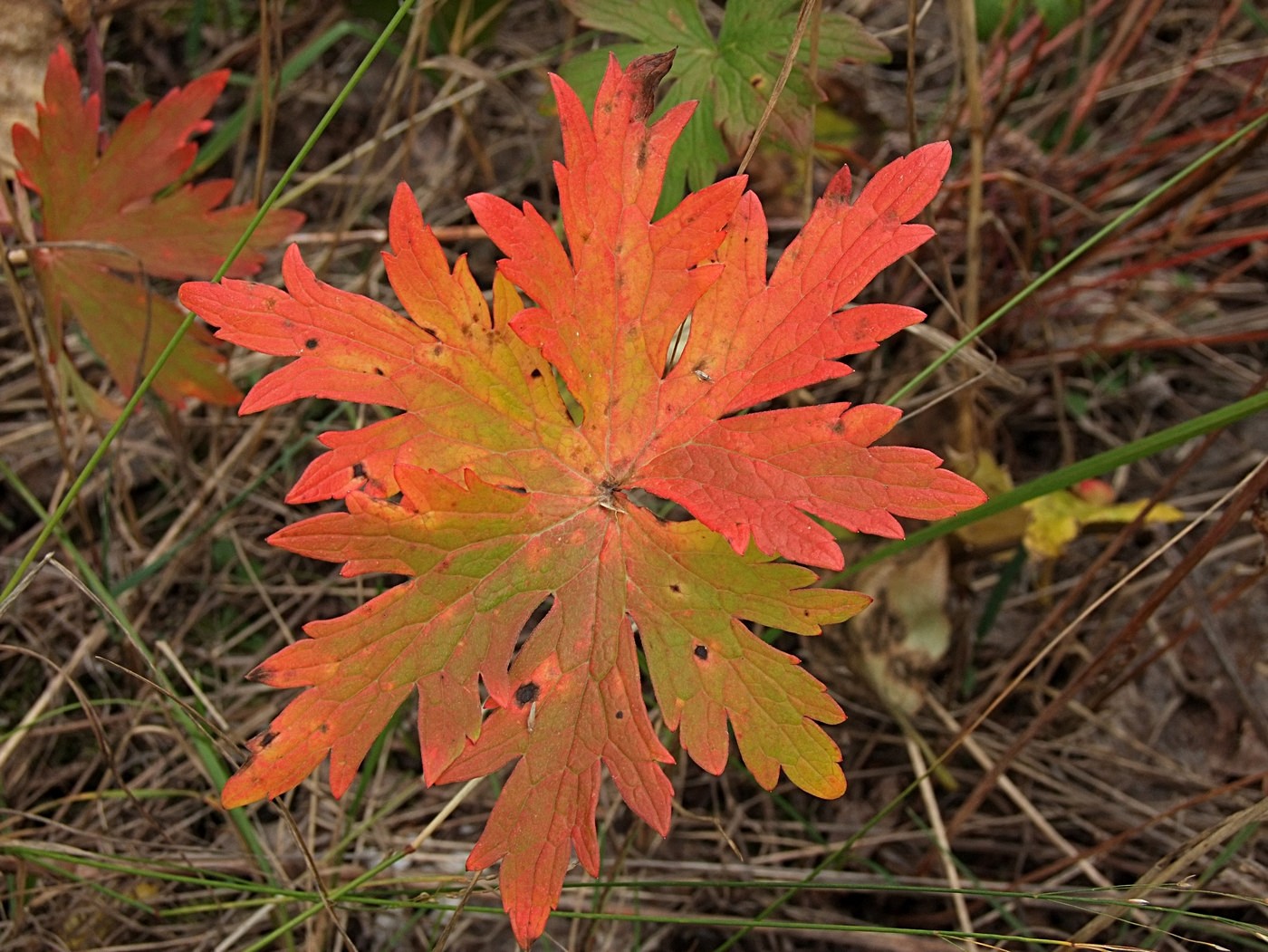 Image of Geranium erianthum specimen.