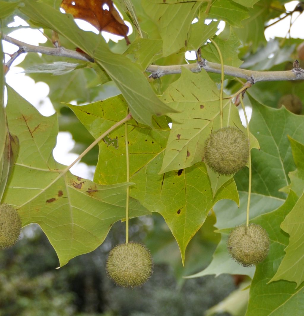 Изображение особи Platanus occidentalis.