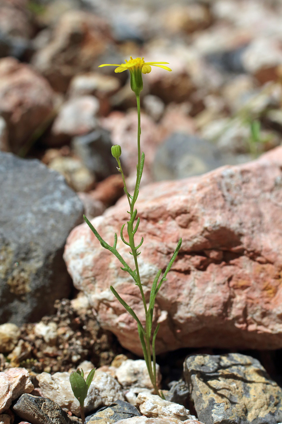 Image of Senecio noeanus specimen.