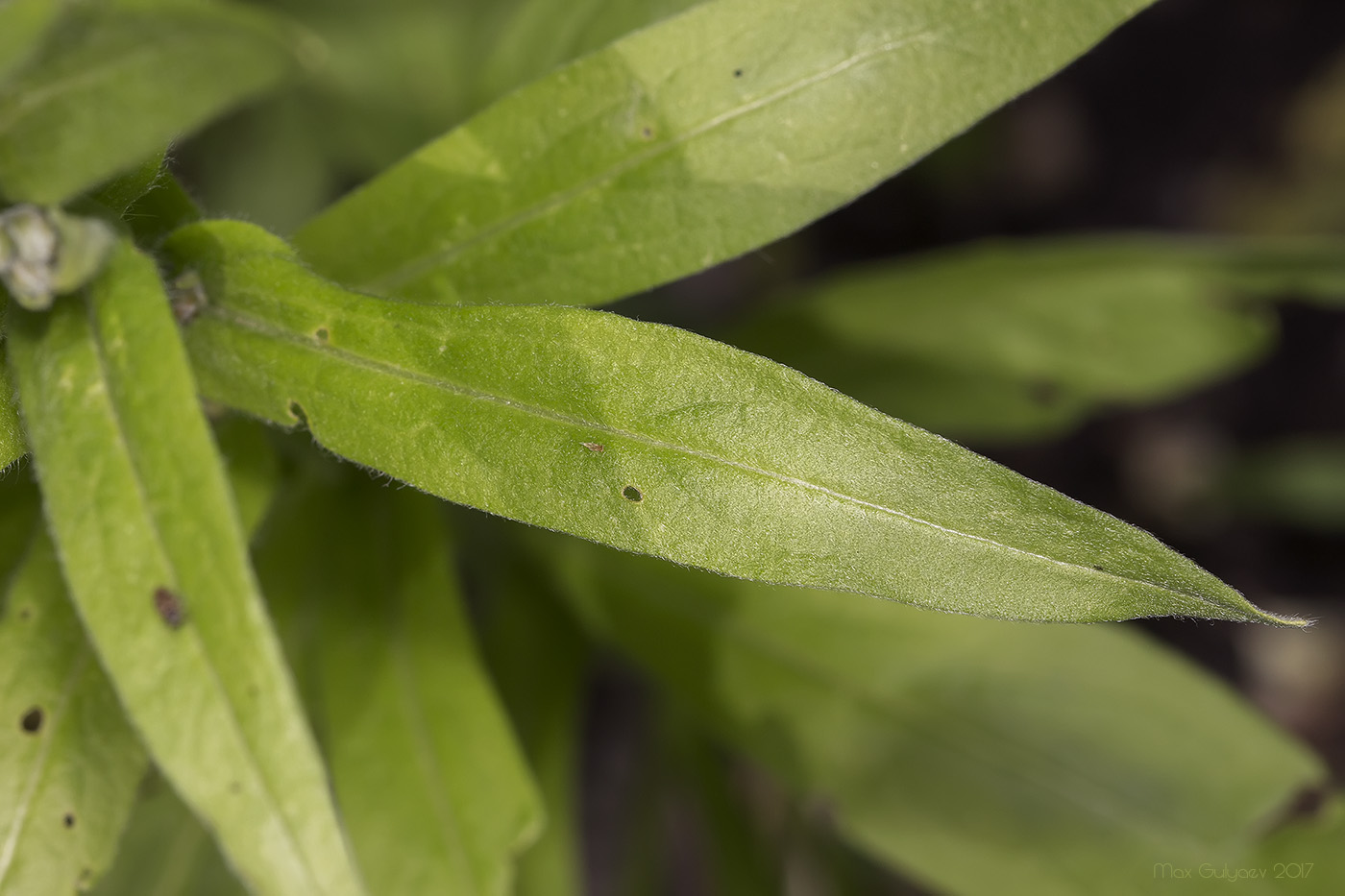 Изображение особи Cynoglossum officinale.