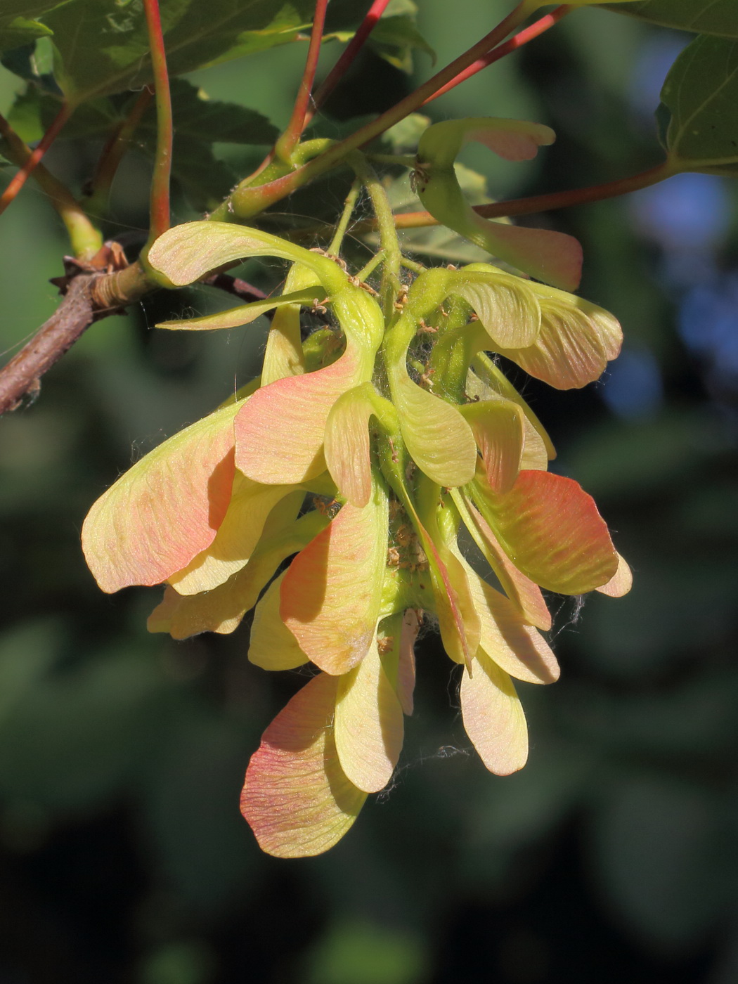 Image of Acer pseudoplatanus specimen.