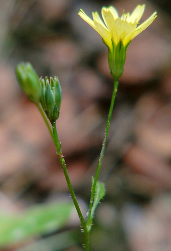 Image of Lapsana communis specimen.