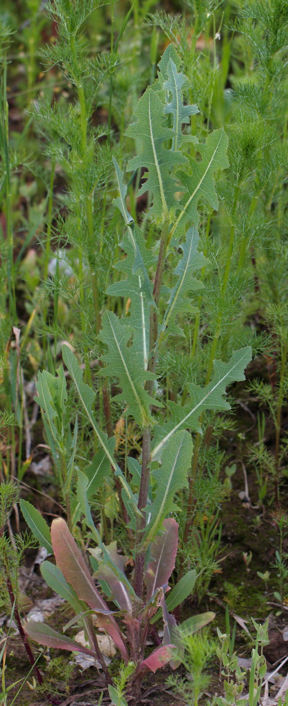 Изображение особи Lactuca serriola.