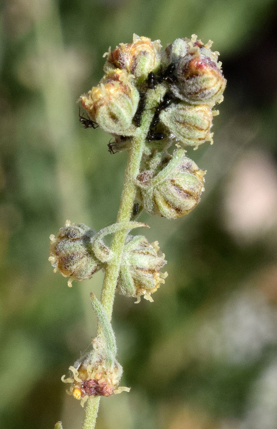 Image of Artemisia persica specimen.