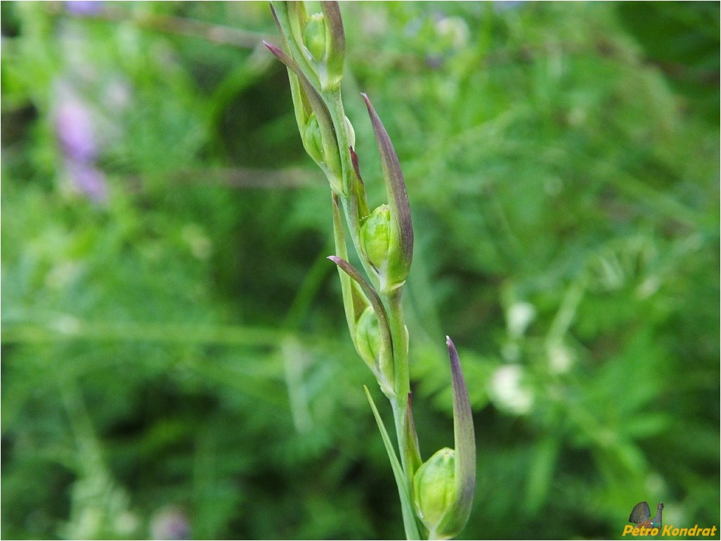 Image of Gladiolus imbricatus specimen.