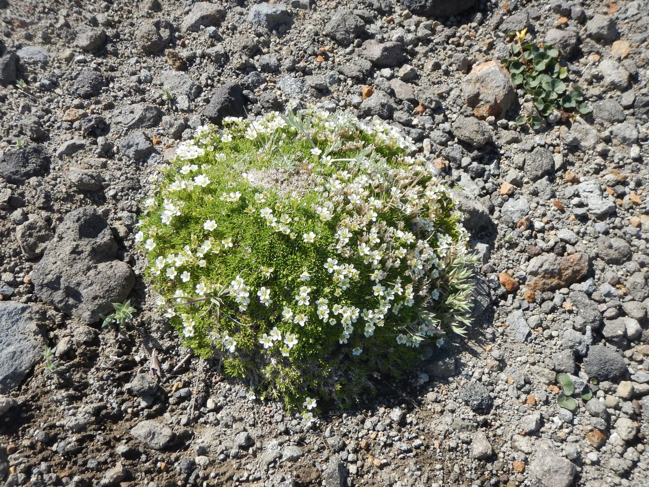 Image of Minuartia arctica specimen.