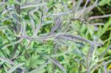 Image of taxon representative. Author is Ренат Рахматуллин