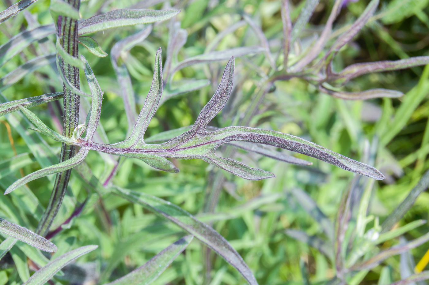 Изображение особи Centaurea scabiosa.