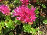 Sedum spurium