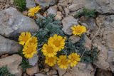 Anthemis marschalliana ssp. pectinata