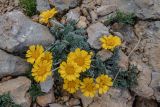 Anthemis marschalliana subspecies pectinata. Цветущее растение. Адыгея, Кавказский биосферный заповедник, склон горы Оштен, выс. ≈ 2500 м н.у.м., каменистая осыпь. 24.07.2017.