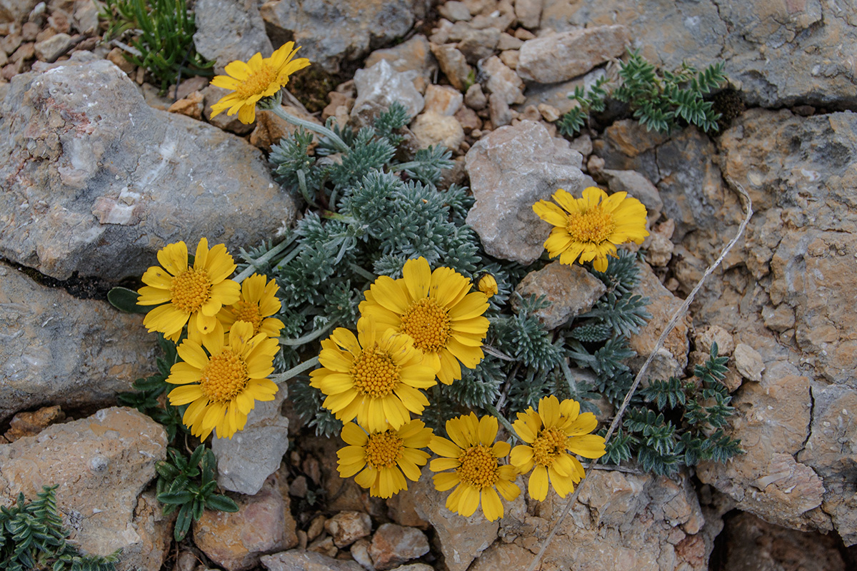 Image of Anthemis marschalliana ssp. pectinata specimen.