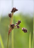 Luzula multiflora. Соплодие. Ленинградская обл., Ломоносовский р-н, окр. дер. Низино, берег Шингарского пруда, разнотравный луг. 25.06.2017.