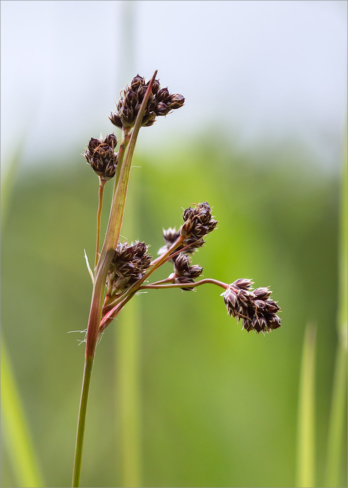 Изображение особи Luzula multiflora.