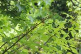 Erythrina crista-galli
