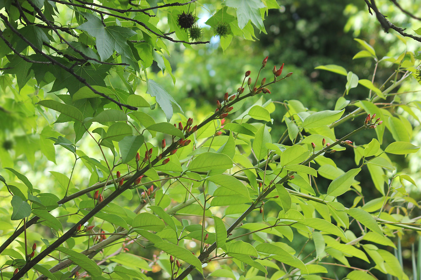 Изображение особи Erythrina crista-galli.