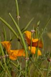 Eschscholzia californica