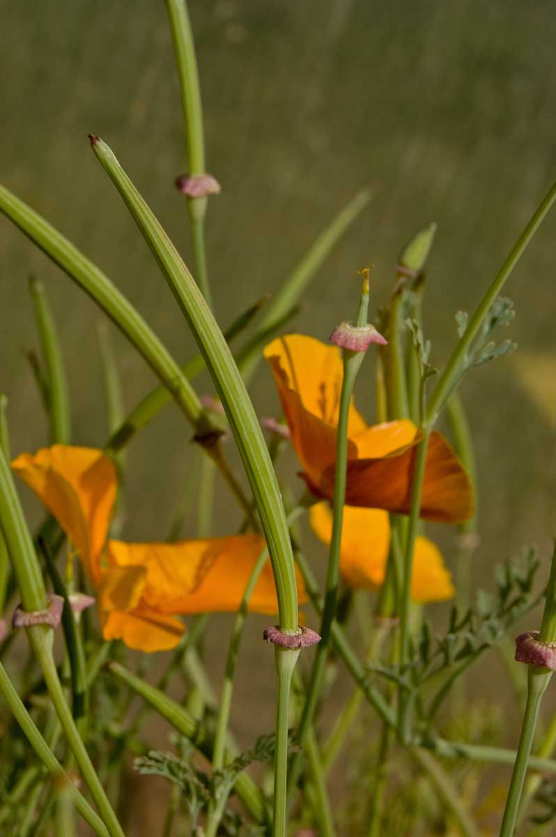 Изображение особи Eschscholzia californica.