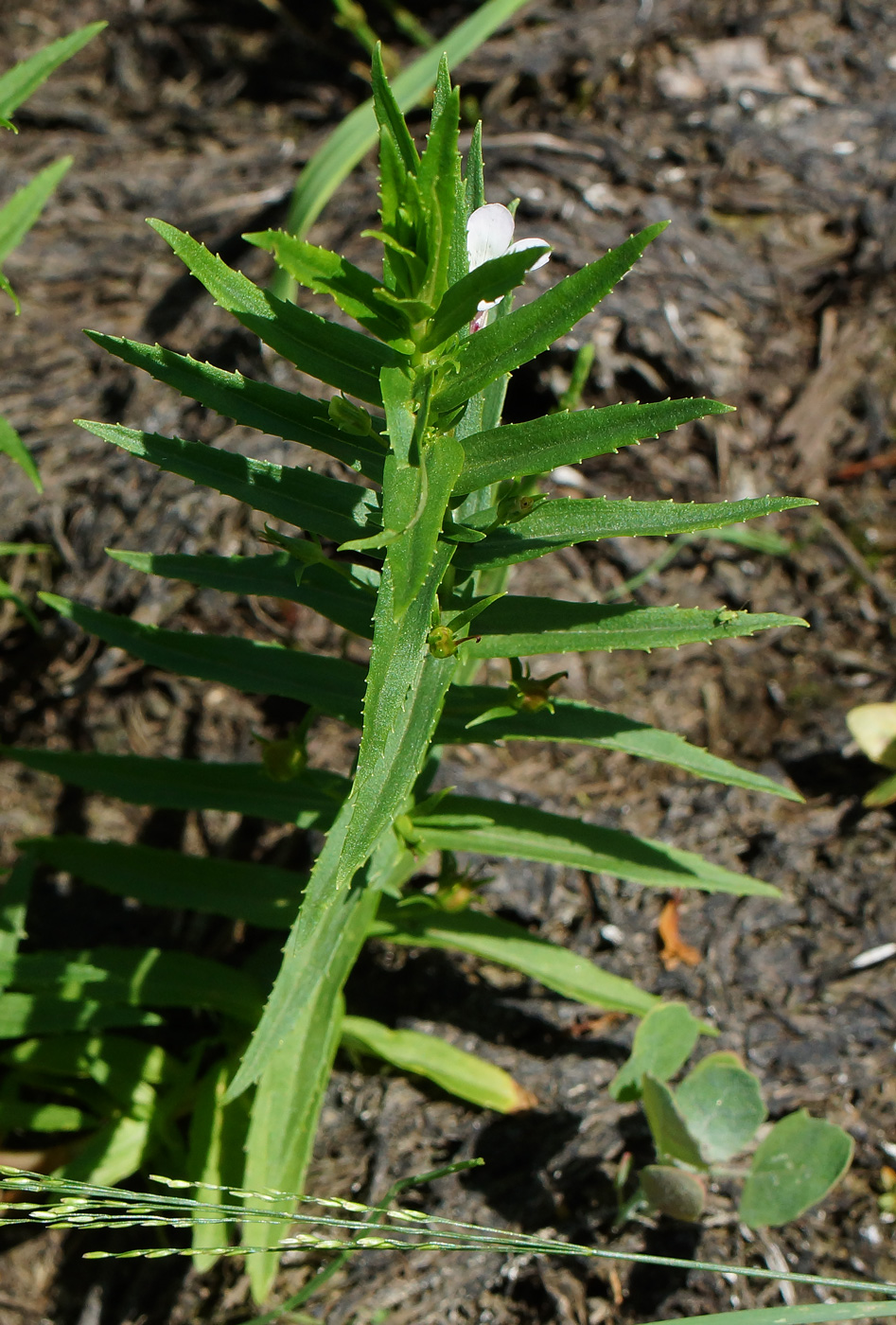 Image of Gratiola officinalis specimen.