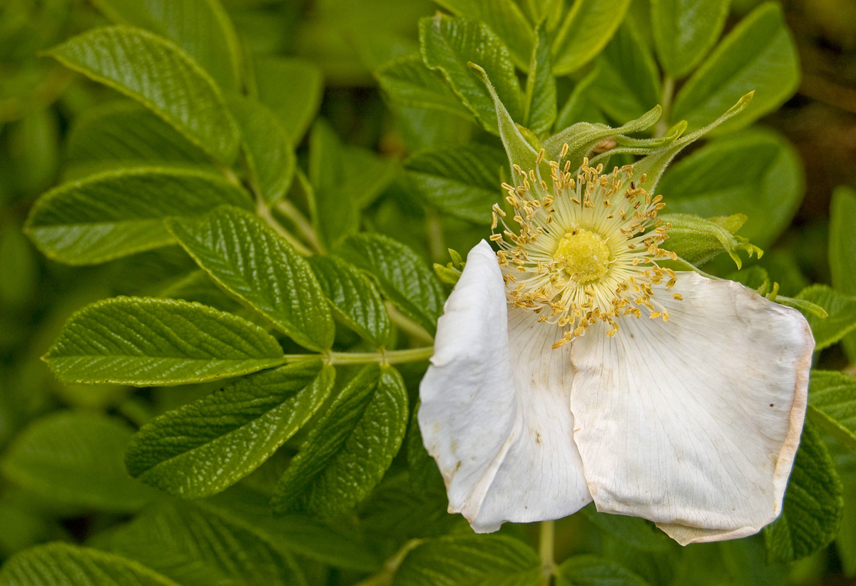 Image of Rosa rugosa specimen.