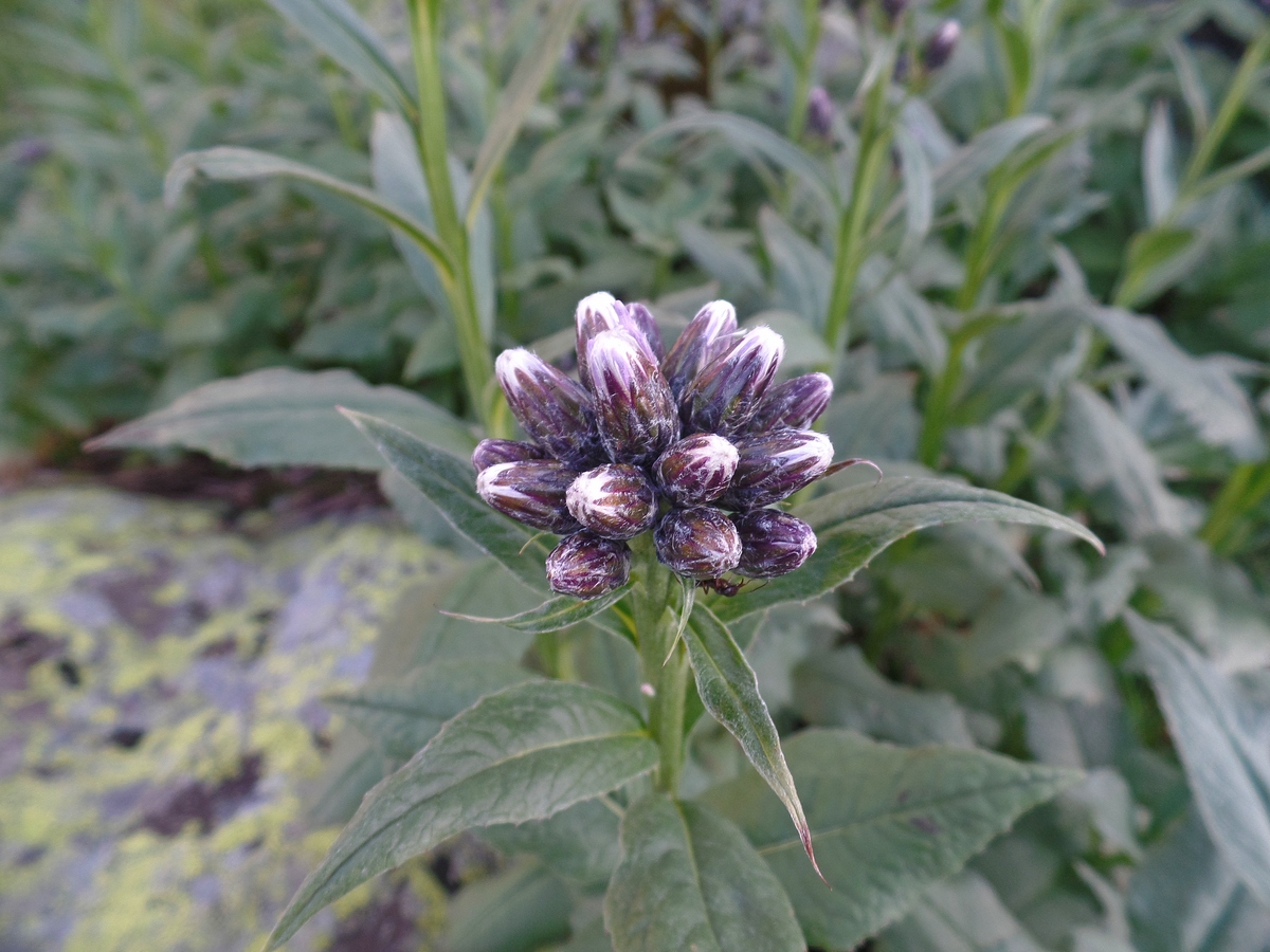 Изображение особи Saussurea latifolia.