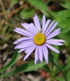 Aster alpinus