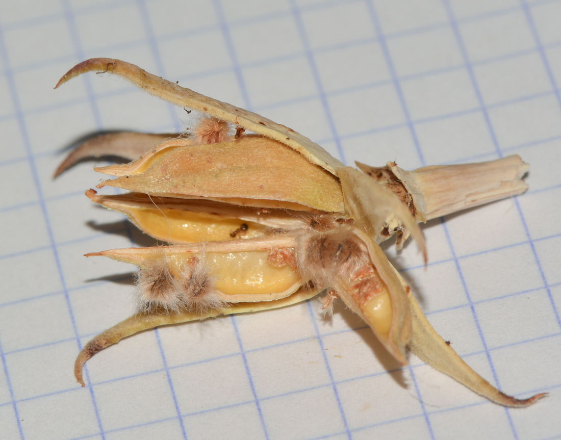 Image of Alyogyne hakeifolia specimen.