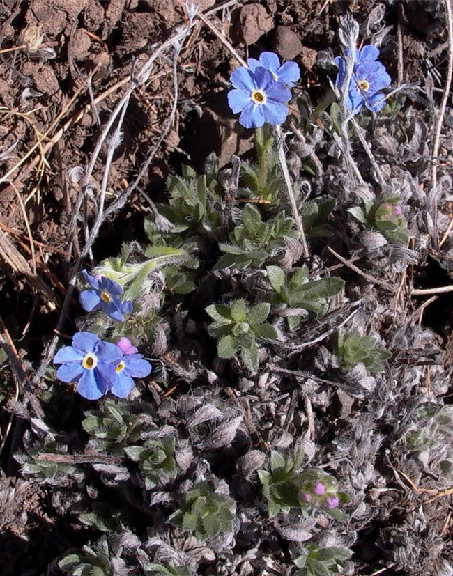 Image of Eritrichium villosum specimen.