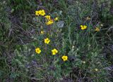 Dasiphora fruticosa