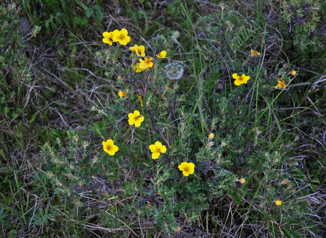 Image of Dasiphora fruticosa specimen.