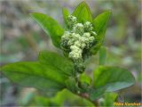 род Chenopodium. Верхушка соцветия. Украина, г. Николаев, Заводский р-н, Намыв, берег р. Южный Буг. 20.12.2017.