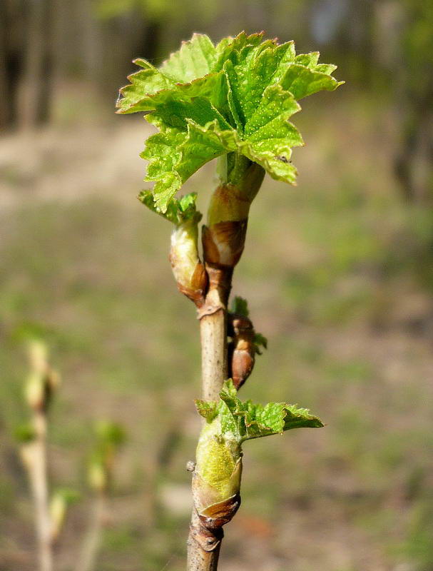 Изображение особи Ribes nigrum.