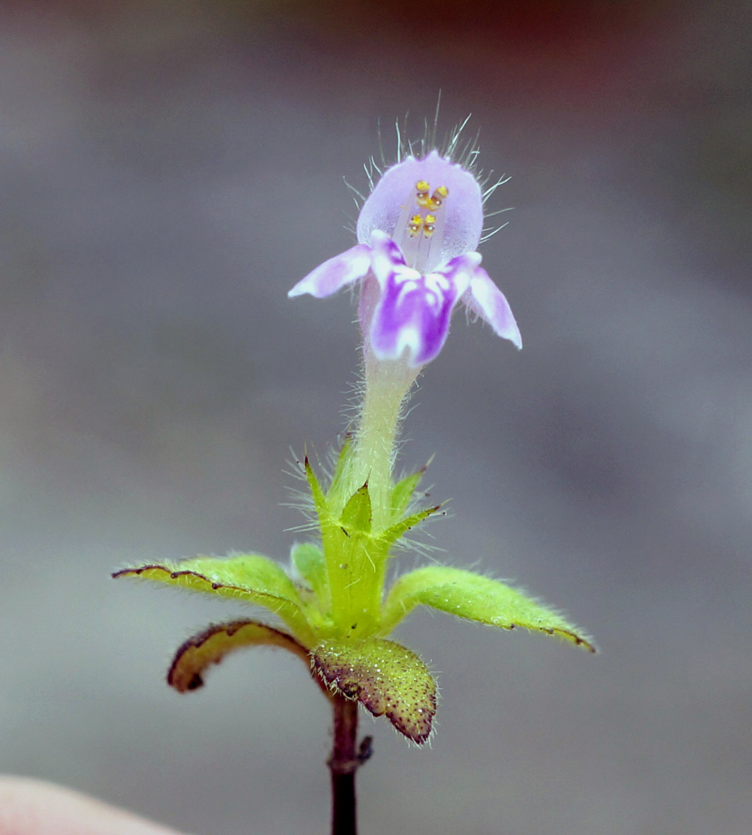 Image of Galeopsis bifida specimen.