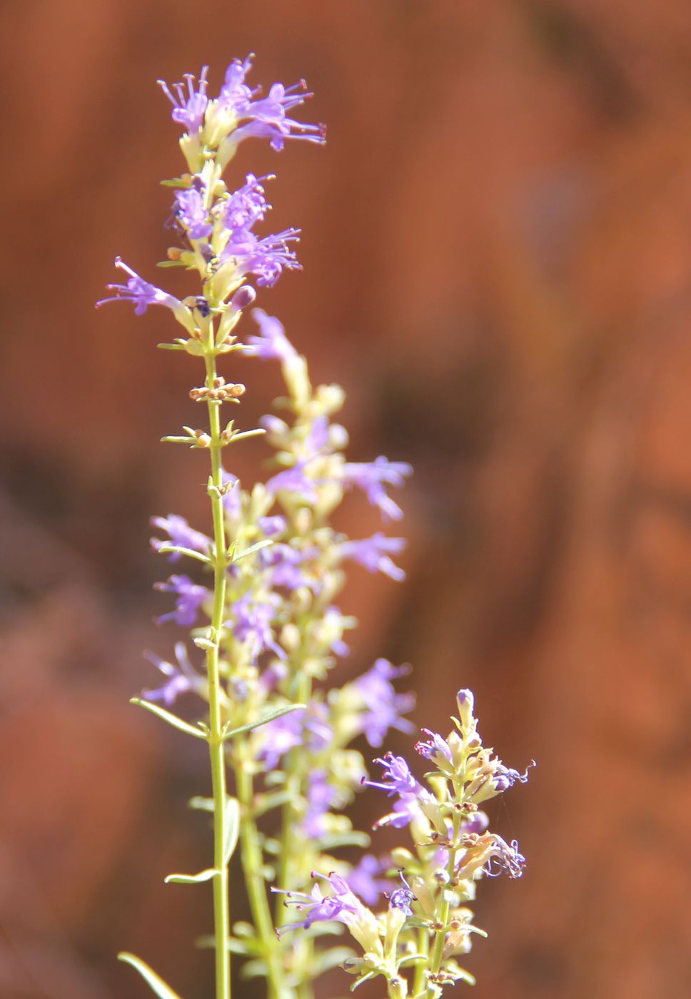Изображение особи Hyssopus tianschanicus.