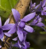 Petrea volubilis