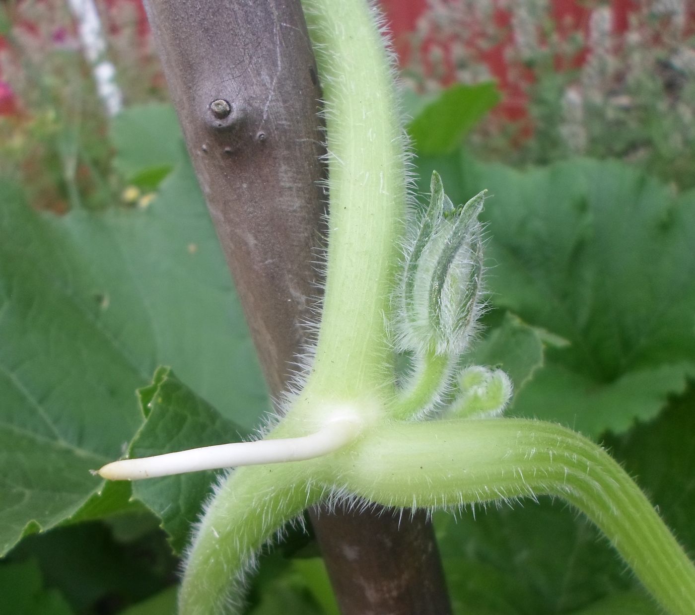 Image of Cucurbita pepo specimen.
