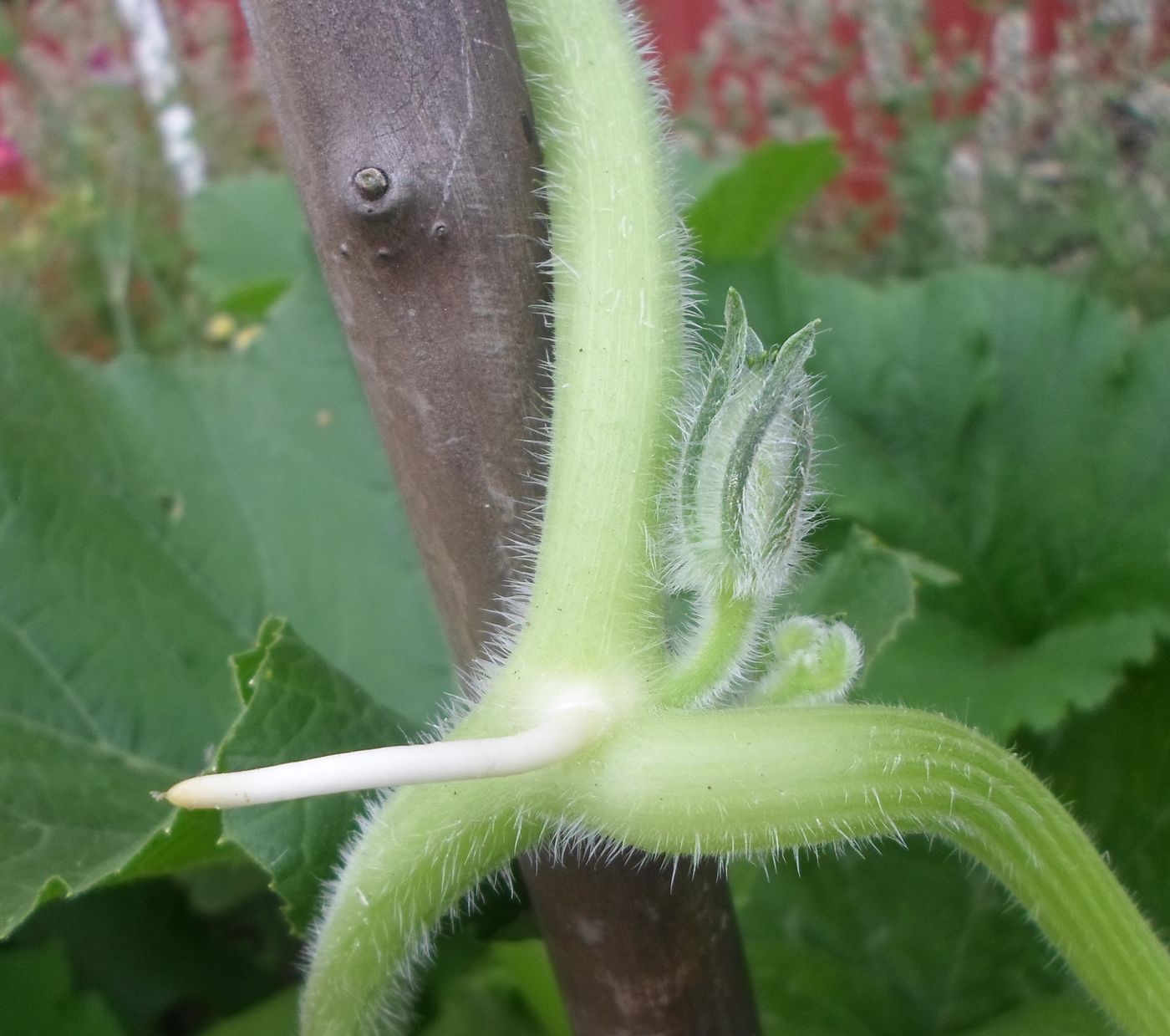 Изображение особи Cucurbita pepo.