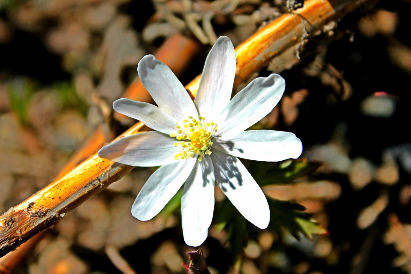 Image of Anemone altaica specimen.