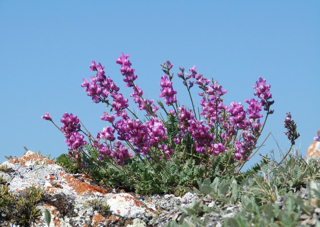 Image of Oxytropis coerulea specimen.