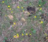 Draba sibirica. Цветущие растения. Башкирия, окр. Белорецка, гора Мраткина. Сосновый лес. Вторая декада мая.