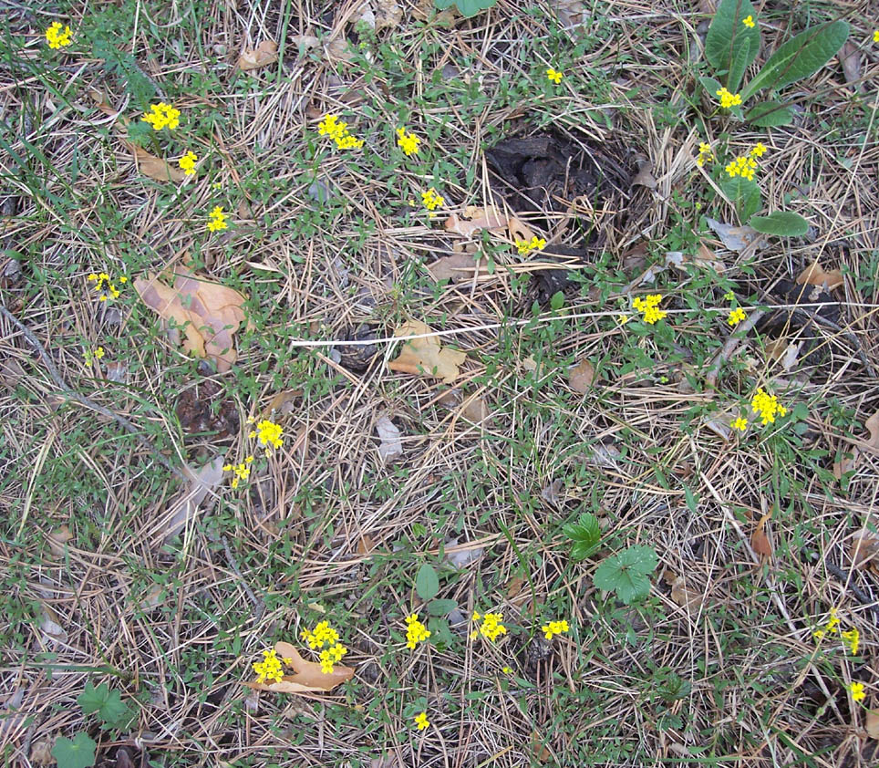 Image of Draba sibirica specimen.