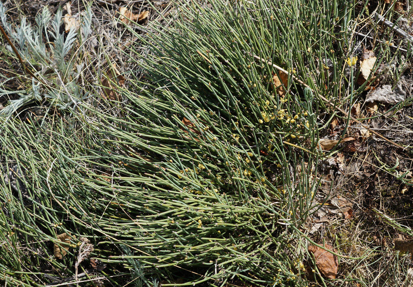 Image of Ephedra monosperma specimen.