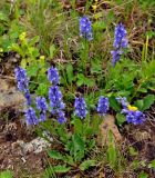 Polygala alpicola