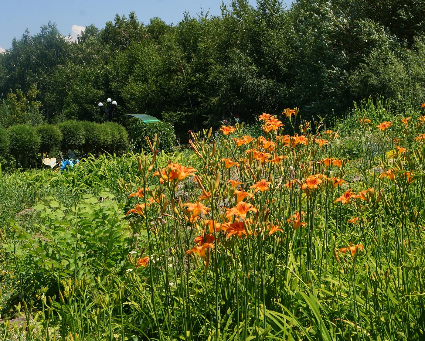 Изображение особи Hemerocallis fulva.