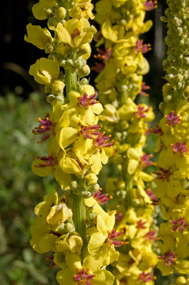 Изображение особи Verbascum nigrum.